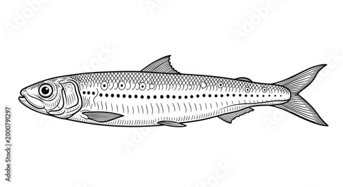 Detailed black and white engraving style illustration of a sardine or herring fish on a clean white background.