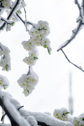 Photography Cold spring day, snow lies on a young blooming flowers of apple