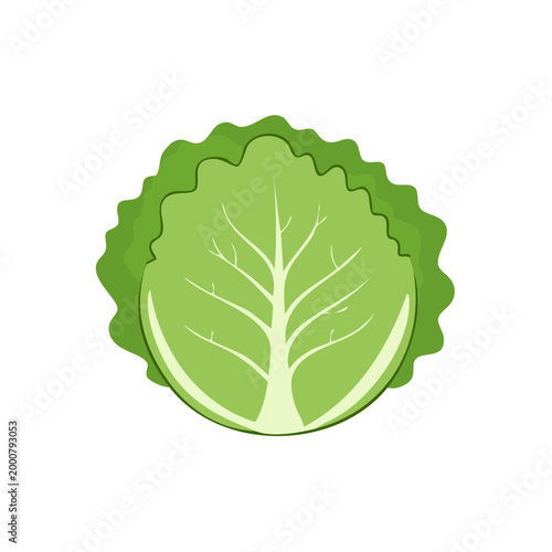 Fresh green lettuce head with wavy outer leaves and internal veins illustration