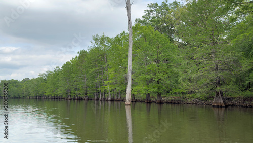 Springtime in the bayou