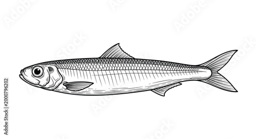 Detailed hand drawn illustration of an anchovy fish in black and white sketch style on a white background for seafood menu.