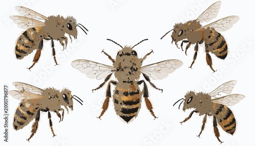 

A high-resolution macro collection of isolated insects featuring a white background with a butterfly, beetle, bee, and various bugs in a detailed nature set