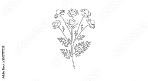 Delicate hand drawn illustration of a chamomile plant with multiple white flowers and feathery green leaves in sketch style.