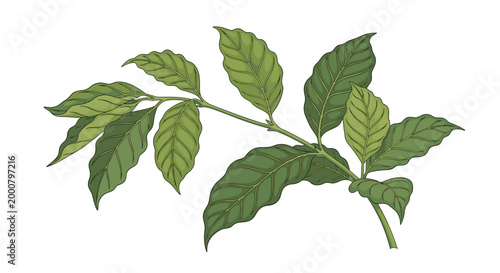 Detailed botanical illustration of a coffee plant branch with large green leaves and developing berries in sketch style.