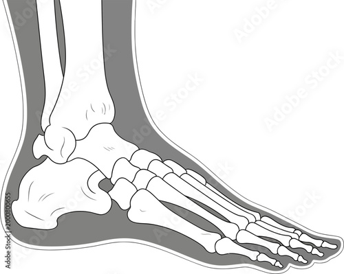 Human Foot Bone Structure and Ankle Anatomy Illustration for Medical Study