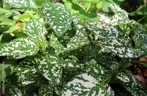Photos Green and white Hypoestes leaves in Florida zoological garden, closeup