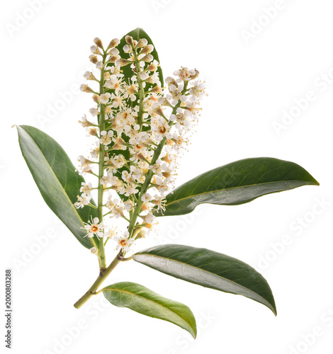 Prunus laurocerasus branch with flowers