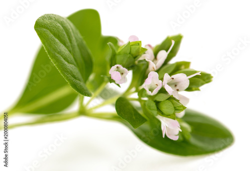 Photos Fresh marjoram sprig with flowers isolated on white background