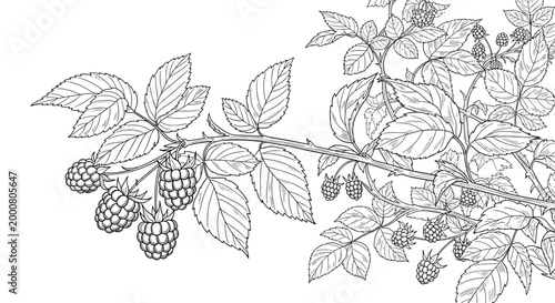 Detailed black and white line drawing of a raspberry branch with ripe berries and textured leaves on a clean white background.