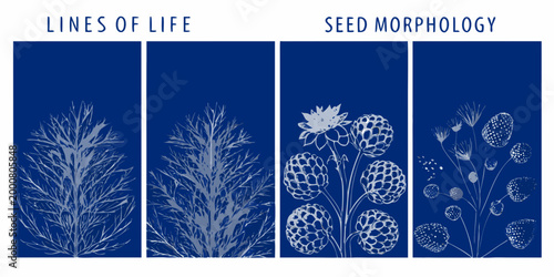 botanical illustrations featuring lines of life and seed morphology on blue background high quality professional
