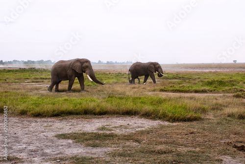 Photography Elephants