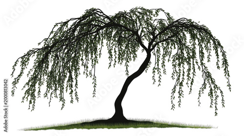 Weeping Willow Tree on Transparent Background, Isolated Illustration