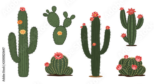 Collection of different cactus species with vibrant pink, orange, and red flowers blooming on their green spiky bodies against a white background.