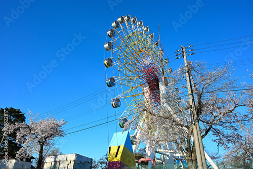 Schilderij op canvas 妙高サンシャインランドの観覧車と桜（新潟県上越市）