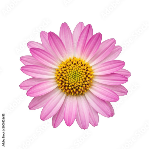 A close-up view of a delicate pink and yellow daisy flower with intricate petals. isolated on transparent background