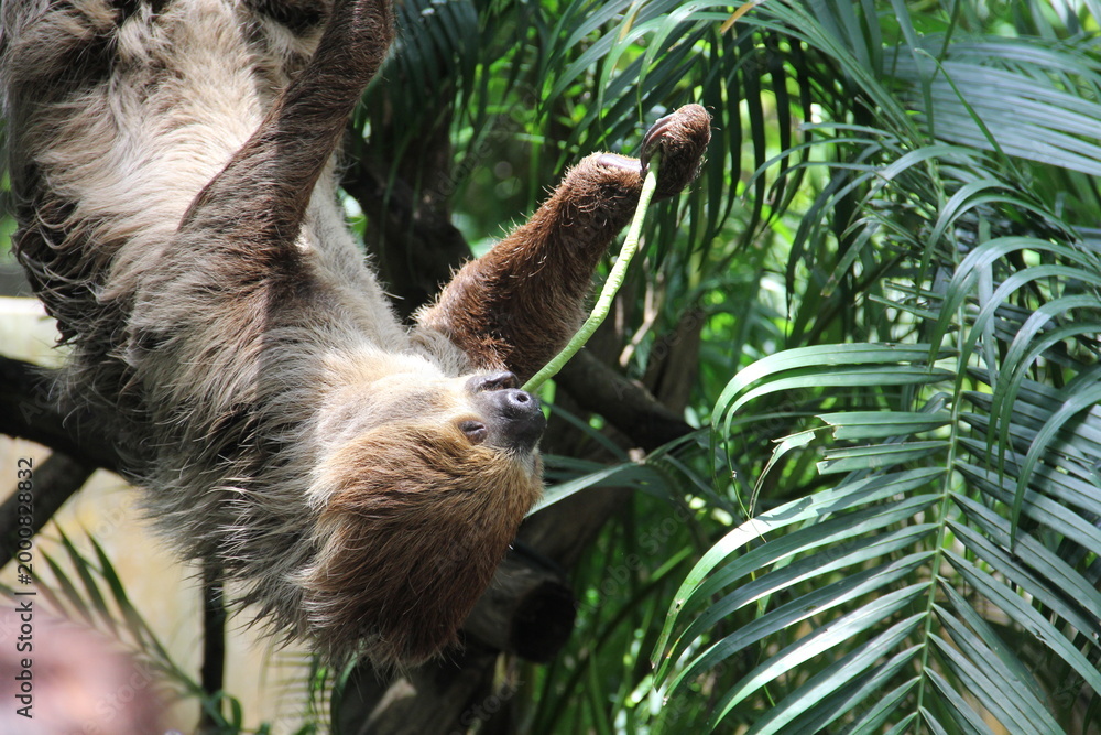 Obraz premium A sloth hangs from a tree in the wild