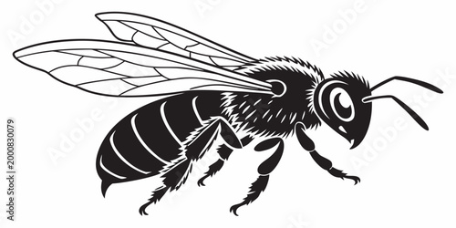 Cuadro en lienzo Detailed black and white illustration of a honeybee in flight with honeybee wild