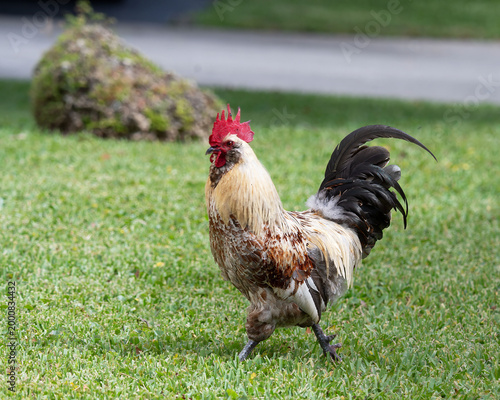 Multicolored rooster with red comb walks freely across neighborhood lawn by street.