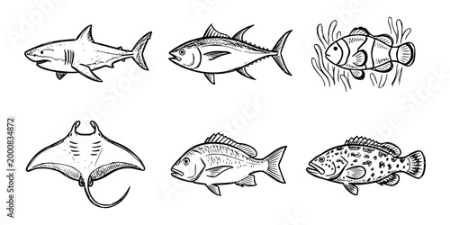 Bild auf Leinwand Hand Drawn Marine Fish Icon Set – Shark, Tuna, Clownfish, Stingray and Reef Fish