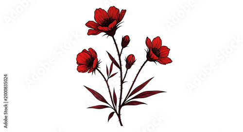vibrant red anemone flowers with green stems isolated on transparent background