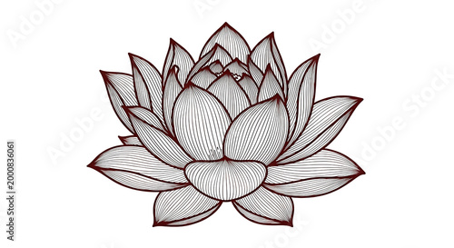 hand drawn lotus flower illustration isolated on transparent background