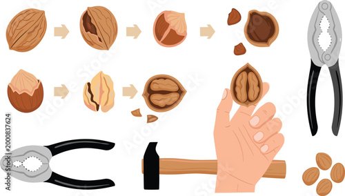Vector Set Illustrating How to Crack Walnuts and Hazelnuts Using Nutcracker Tools and Hammer for Kitchen Manuals, Food Preparation, and Nut Processing Infographics