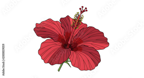 vibrant red hibiscus flower with green leaves isolated on transparent background