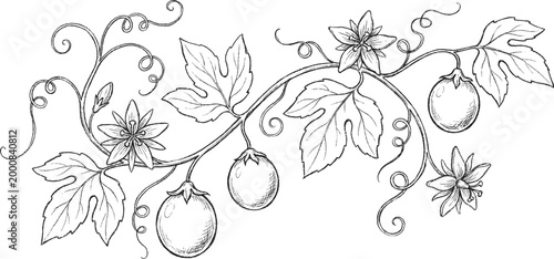 Vintage tropical clip art hand drawn mango branch with flowers and fruit