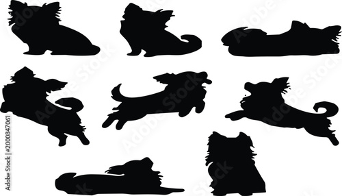 PrintSet of Papillon and long haired Chihuahua dog silhouettes in jumping running and sitting poses for pet design vector isolated on white background