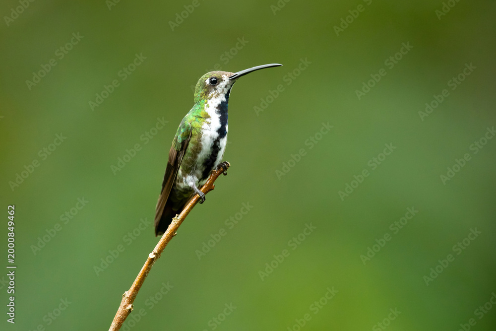 Fototapeta premium The black-throated mango (Anthracothorax nigricollis) is a species in subfamily Polytminae of the hummingbird family Trochilidae.