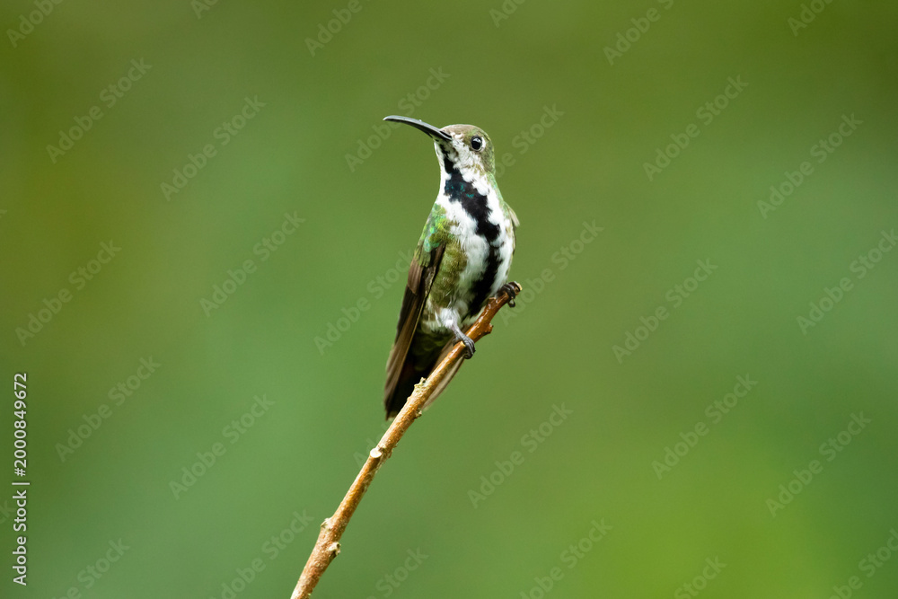 Fototapeta premium The black-throated mango (Anthracothorax nigricollis) is a species in subfamily Polytminae of the hummingbird family Trochilidae.