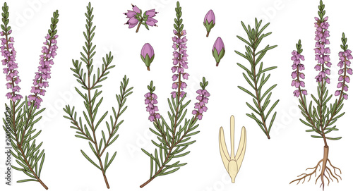 Purple Heather Botanical Vector Set with Stems Buds Leaves Petal and Root Detailed Illustrations