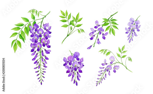 Watercolor wisteria flower set with elegant hanging purple blossoms and green leaves. Delicate botanical illustrations perfect for wedding designs, branding, invitations, decor and spring projects.