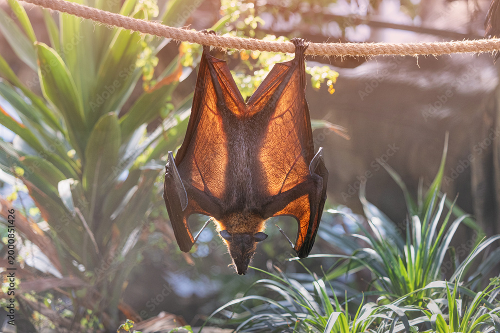 Fototapeta premium Fruit bat, also known as flying fox, hanging upside down on a rope with its translucent wings illuminated by tropical sunlight