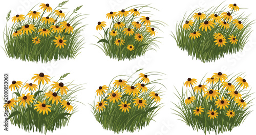 Wild Yellow Black Eyed Susan Meadow Flower Field Cluster Set with Green Grass Collection