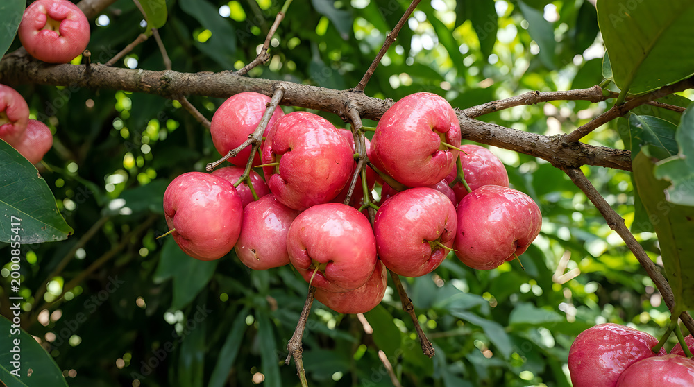 Obraz premium Ripe pink rose apples hanging in clusters on a leafy tree branch outdoors