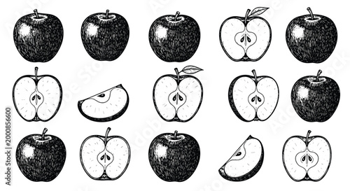 Detailed grid of apple sketches showcasing whole fruits cross sections and slices in a traditional woodcut or engraving style.
