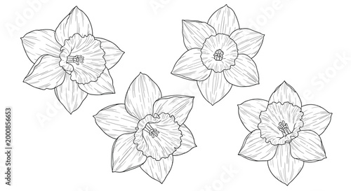 Group of four detailed line art sketches of narcissus flowers or daffodils showing various angles and intricate petal textures on white.