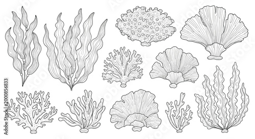 Extensive collection of detailed line art sketches depicting various coral reef formations and seaweeds in a marine set.