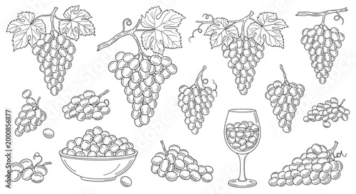 Extensive collection of detailed line art sketches showing grapes on vines, in a bowl, and a glass of red wine for winery themes.