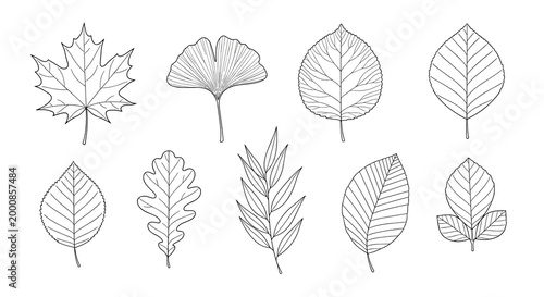 Collection of hand-drawn tree leaves including maple, ginkgo, oak, and willow shown in detailed black and white line art on a white background.