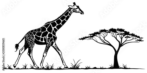 Giraffe walking in african savanna landscape black and white vector with wildlife landscape silhouette illustration outdoors isolated environment monochrome mammalia artistic creative