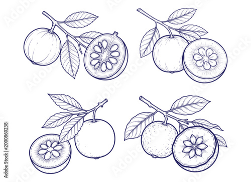 Exotic guava fruit branch sketch featuring tropical leaves and cross section showing star shaped internal seed pattern.