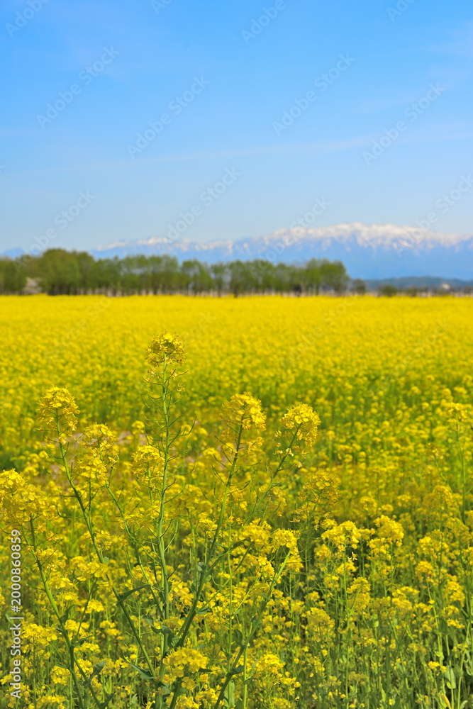 Fototapeta premium 福島潟の菜の花畑と飯豊連峰（新潟県新潟市北区）
