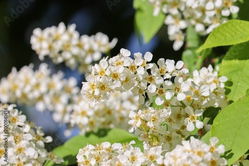 Traubenkirsche mit weißen Blüten