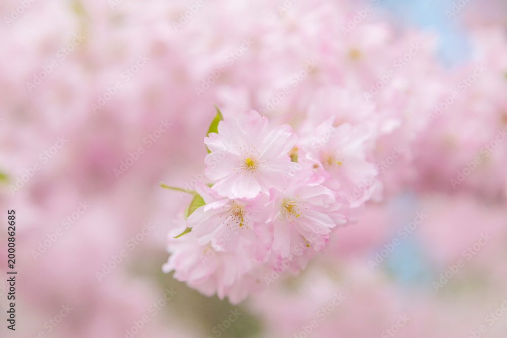 Fototapeta premium Soft pink cherry blossoms in bloom on a spring branch with delicate petals and bokeh background