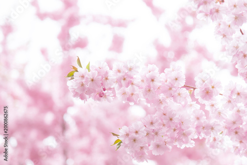 Soft pink cherry blossoms (sakura) clustered on a spring branch, with delicat...
