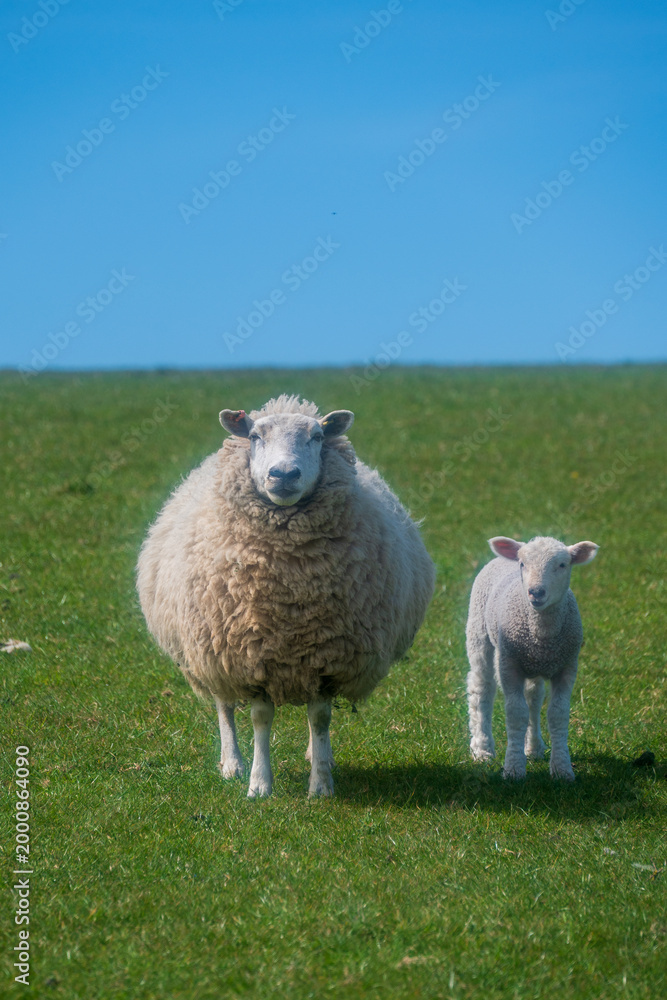Fototapeta premium Lambs on the South Downs
