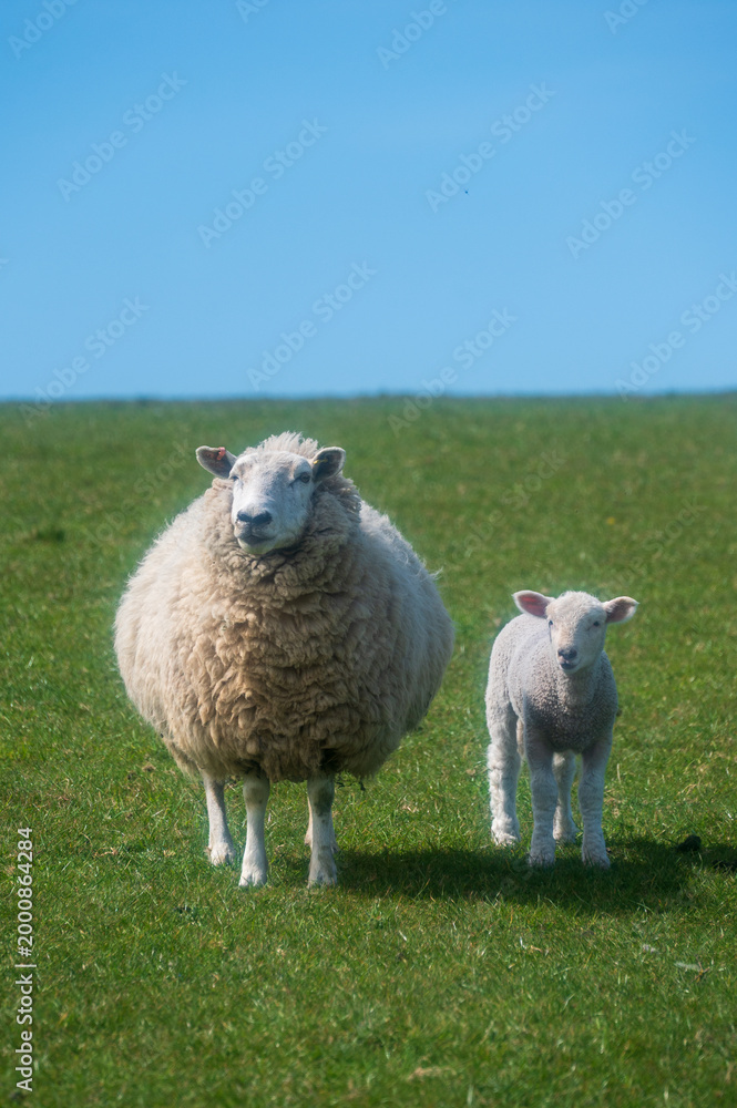Obraz premium Lambs on the South Downs