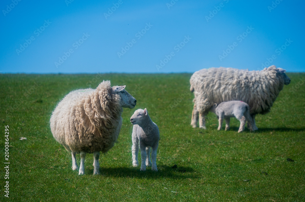 Fototapeta premium Lambs on the South Downs